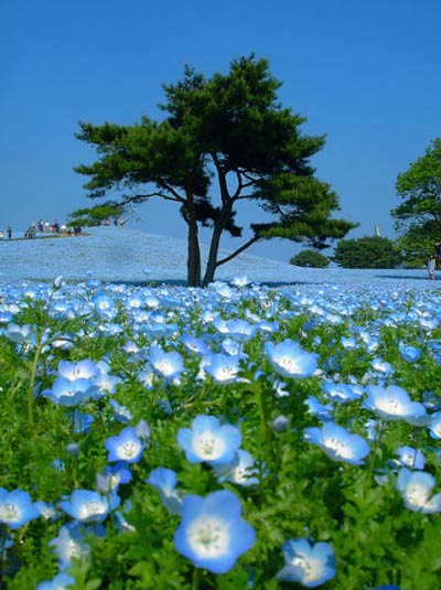 Chiêm ngưỡng vẻ đẹp các loài hoa tháng 5 tại Nhật Bản