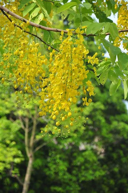 Chiêm ngưỡng vẻ đẹp các loài hoa tháng 5 tại Nhật Bản