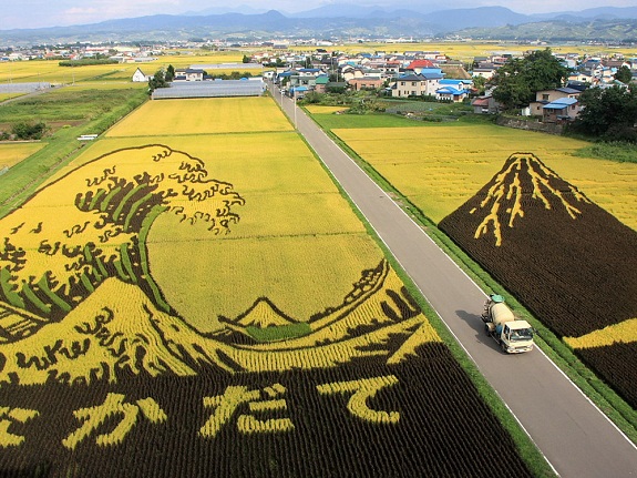 Choáng với nghệ thuật trồng lúa Tanbo Nhật Bản