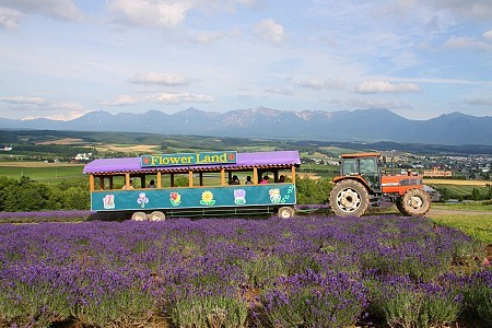 duhochoasen220 Ngắm hoa Lavender bằng ‘bus máy kéo’ ở Hokkaido
