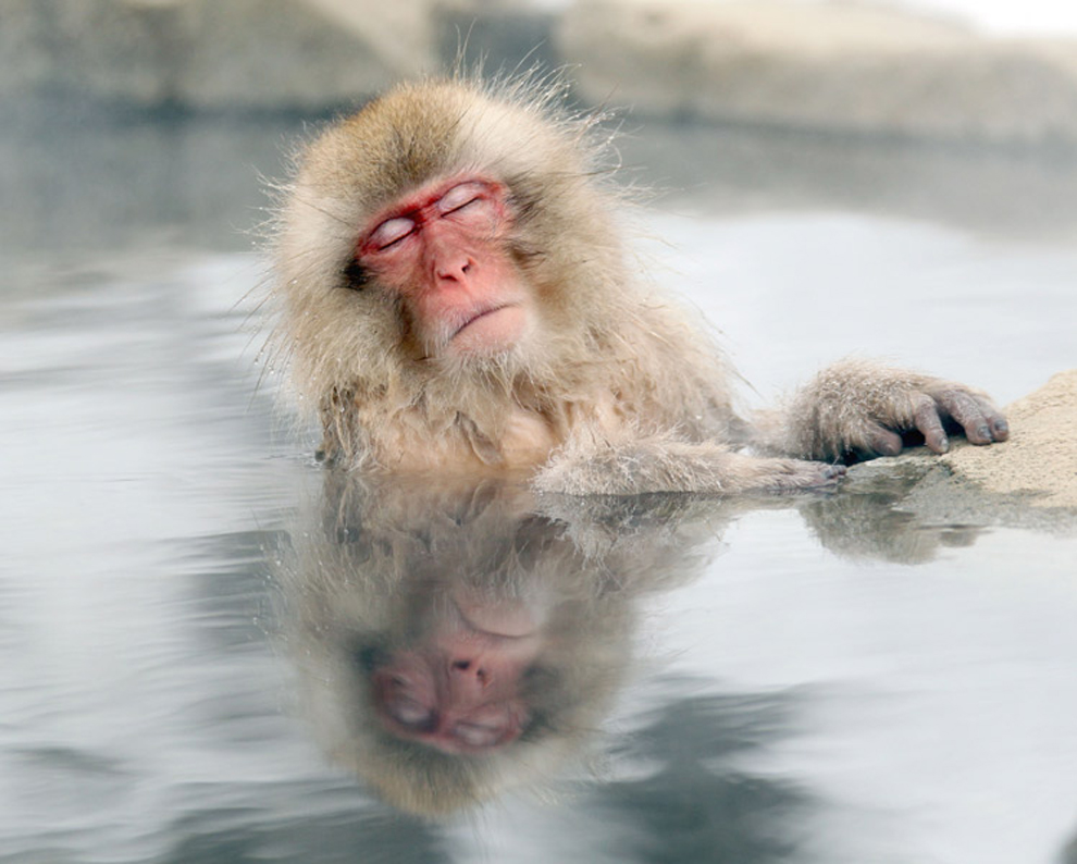 Ngộ nghĩnh bầy khỉ tuyết tắm suối nước nóng