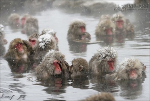 Ngộ nghĩnh bầy khỉ tuyết tắm suối nước nóng