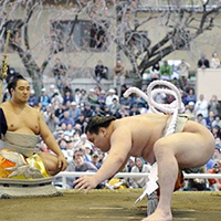 Lễ hội mùa xuân của các Sumo
