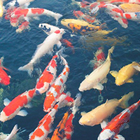 Ngắm cá Koi Nhật Bản giữa lòng TP HCM