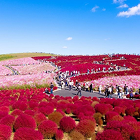 Thiên đường hoa bốn mùa ở Nhật