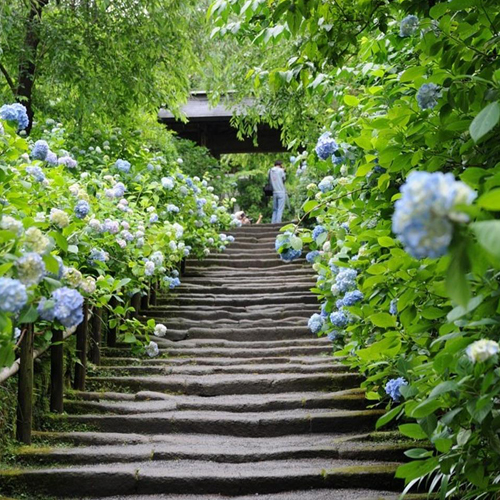 den Ajisai nhat ban Vẻ đẹp rực rỡ của hoa tú cầu trong mùa mưa ở Nhật