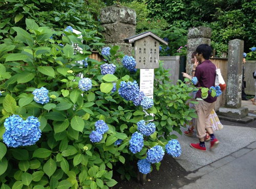 ajisai Vẻ đẹp rực rỡ của hoa tú cầu trong mùa mưa ở Nhật