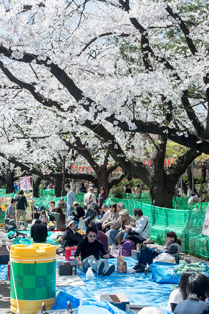Mùa hoa anh đào nở rực rỡ Nhật Bản