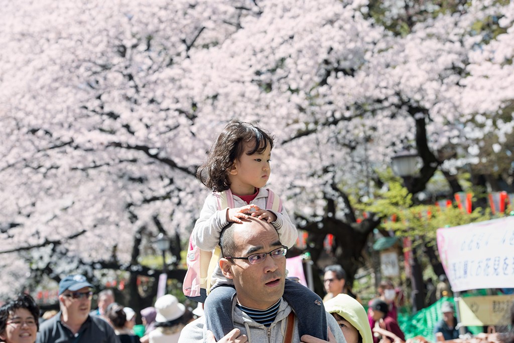 Mùa hoa anh đào nở rực rỡ Nhật Bản