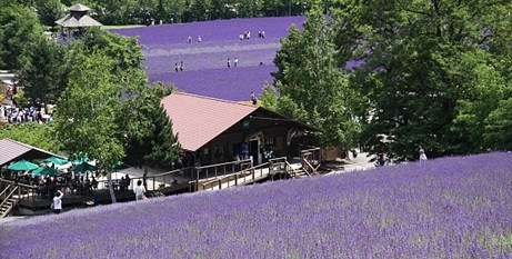 duhochoasen69 Ngắm hoa Lavender bằng ‘bus máy kéo’ ở Hokkaido