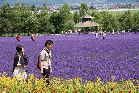 duhochoasen123 Ngắm hoa Lavender bằng ‘bus máy kéo’ ở Hokkaido