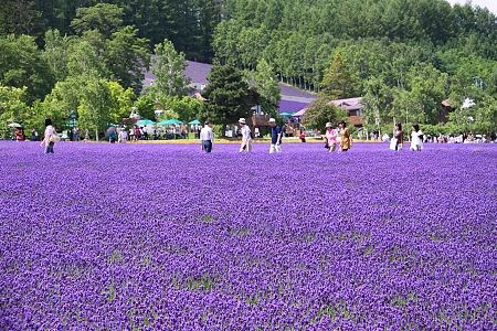 duhochoasen511 Ngắm hoa Lavender bằng ‘bus máy kéo’ ở Hokkaido