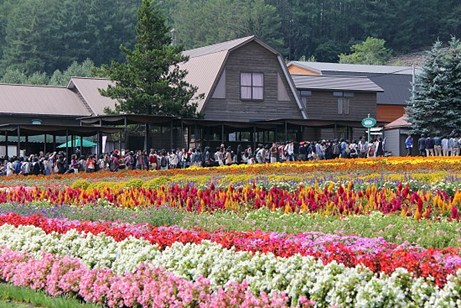 duhochoasen77 Ngắm hoa Lavender bằng ‘bus máy kéo’ ở Hokkaido