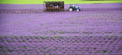 duhochoasen85 Ngắm hoa Lavender bằng ‘bus máy kéo’ ở Hokkaido