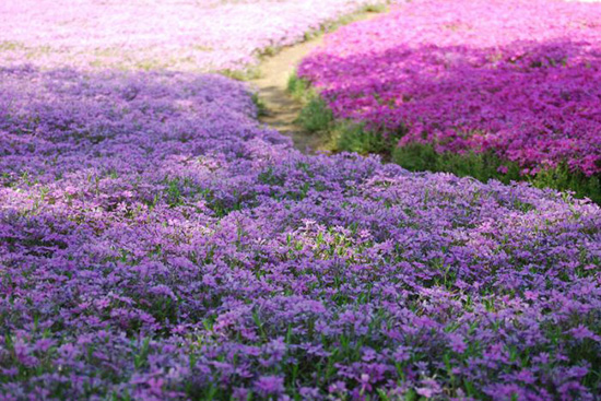 hoa nhat ban duhochoasen 02 Thảm hoa tráng lệ ở Nhật Bản