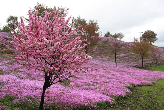 hoa nhat ban duhochoasen 03 Thảm hoa tráng lệ ở Nhật Bản