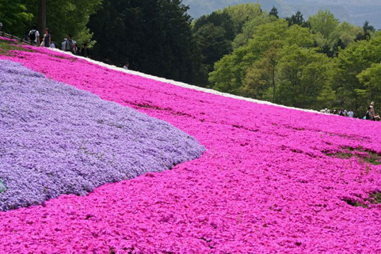hoa nhat ban duhochoasen 07 Thảm hoa tráng lệ ở Nhật Bản