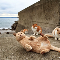 Khám phá "thiên đường" mèo tại Nhật Bản
