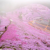 Thảm hoa tráng lệ ở Nhật Bản