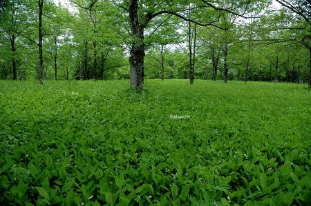 duhochoasen716 Thung lũng hoa Linh Lan ở Hokkaido