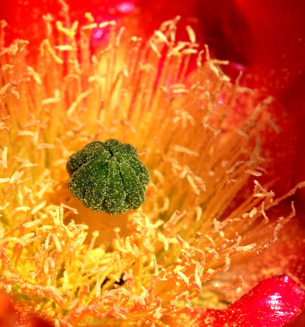 cactus flower saboten no hana Ý nghĩa 17 loài hoa ở Nhật Bản