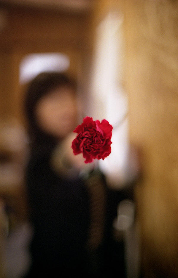 red carnation Ý nghĩa 17 loài hoa ở Nhật Bản