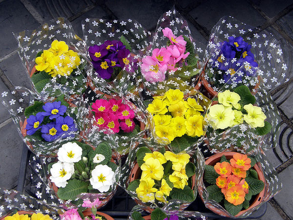 Sakuraso Ý nghĩa 17 loài hoa ở Nhật Bản